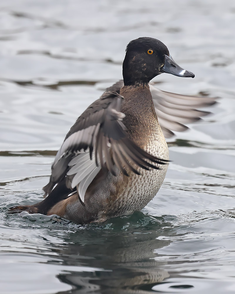 Ring-necked duck